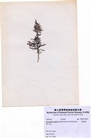 藏品(細翼枝藻)的圖片